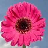 GER-HOTPINK